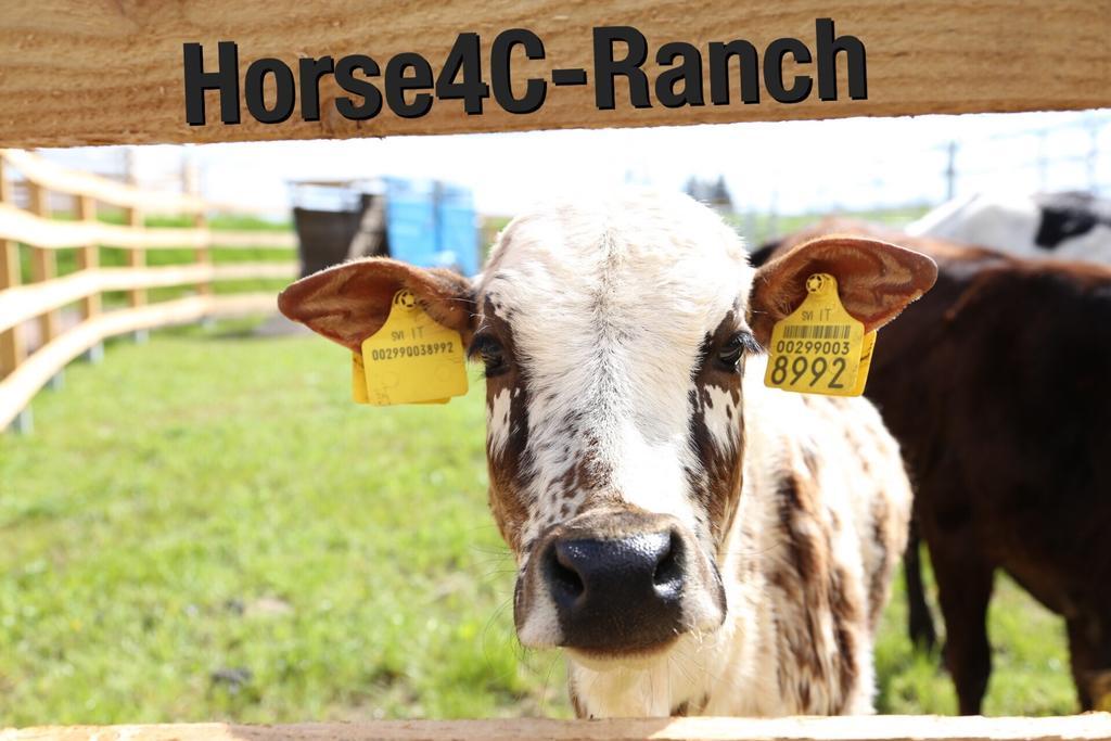 4C Horse Ranch Hotel Hainichen Exterior foto